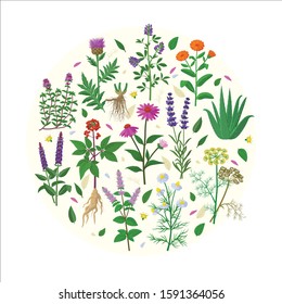 Collection of healing herbs and flowers in flat design vector illustrations isolated on white background. Chamomile, Aloe vera, Lavandula , Calendula, Thyme, Alfalfa, Echinacea, Panax,  Salvia etc.