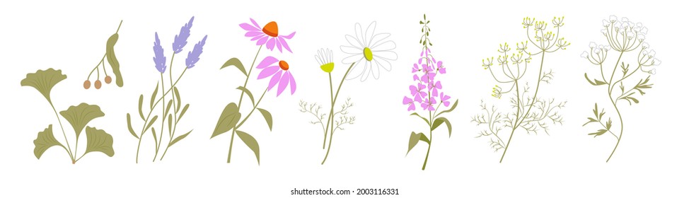 Colección de hierbas medicinales sanadoras gingko, tilo, lavanda, equinácea, camomila, hierba de sauce, hinojo, anís. Ilustración vectorial plana de color.