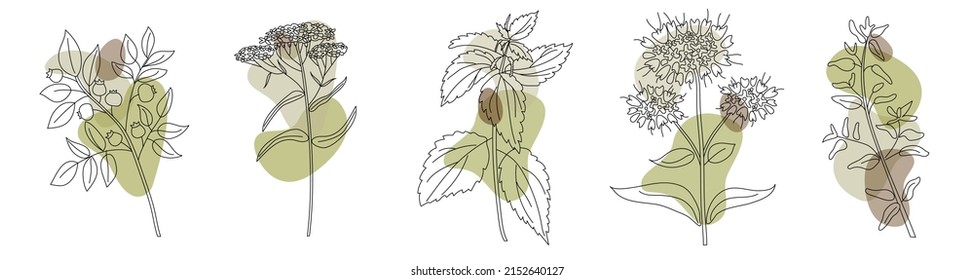 Collection of healing medical herbs in modern line style with abstract shapes on background. Herbal set. Yarrow, blueberry, 
nettle, oregano, thyme