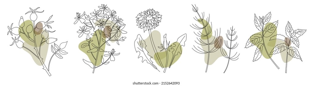 Sammlung heilender Heilkräuter im modernen Linienstil mit abstrakten Formen auf dem Hintergrund. Kräuterset. Rosenhip, Tutsan oder Shrubby Johanniskraut, Löwenzahn, Horsettengras oder 
Equisetum, Melissa