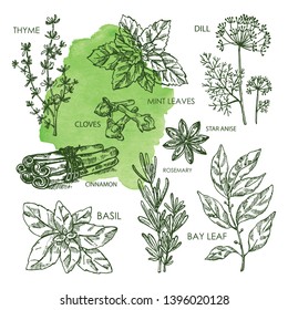 Collection of hearbs and spises; bay leaf, basil, thyme, rosemary, mint, cloves, dill, stas anise, cinnamon. Vector hand drawn illustration