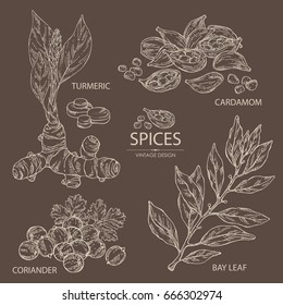 Collection of hearbs: turmeric, bay leaf, ardamom and coriander.  Vector hand drawn illustration