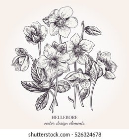 Collection of hellebore flowers. Vector floral design elements. Botanical illustration. Vintage style. Black and white.