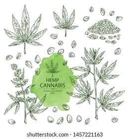 Collection of hemp: cannabis seeds and plant. Superfood. Cosmetic and medical plant. Vector hand drawn illustration