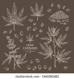 Collection of hemp: cannabis seeds and plant. Superfood. Cosmetic and medical plant. Vector hand drawn illustration