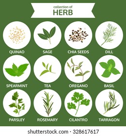 Collection Of Herb, Food Vector, Flat Icon Set