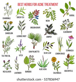 Collection of herbs for acne treatment. Hand drawn botanical vector illustration