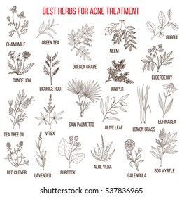 Collection of herbs for acne treatment. Hand drawn botanical vector illustration