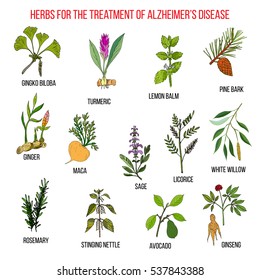 Collection of herbs for Alzheimer disease. Hand drawn botanical vector illustration