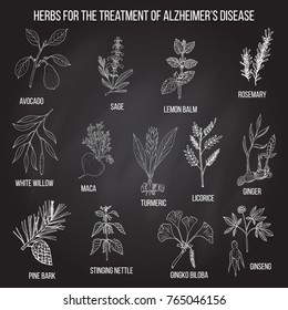 Collection of herbs for Alzheimer disease. Hand drawn botanical vector illustration