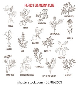 Collection of herbs for angina treatment. Hand drawn botanical vector illustration