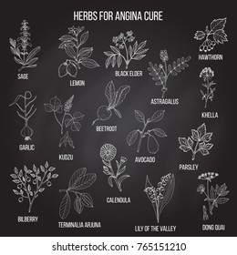 Collection of herbs for angina treatment. Hand drawn botanical vector illustration