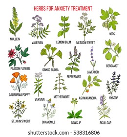 Collection of herbs for anxiety treatment. Hand drawn botanical vector illustration