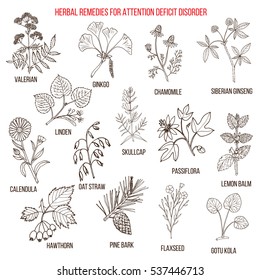 Collection of herbs for attention deficit disorder. Hand drawn botanical vector illustration