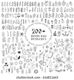 Collection of herbs, branches, flowers. Hand drawn. Vector.