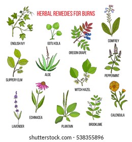 Collection Herbs Burns Hand Drawn Botanical Stock Vector (Royalty Free ...