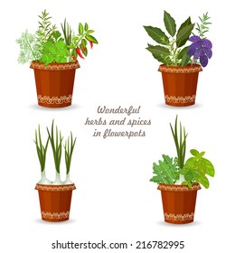 collection of herbs in a flowerpots