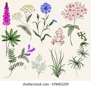 Collection of Herbs and flowers. Vintage floral Set. Colorful flower illustration, flower in the style of engravings. Herbs, Botany, Wild Flower, isolated flowers, vector flowers and herbs 