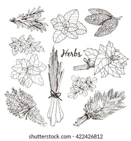 Collection of herbs. Hand drawn graphic illustrations.