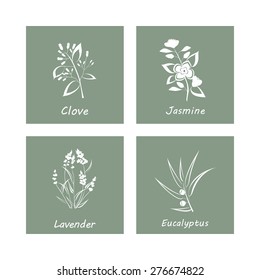 Collection of Herbs . Labels for Essential Oils and Natural Supplements. Lavender, Eucalyptus, Jasmine, Clove. Vector Illustration