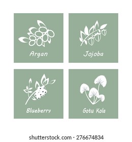 Collection of Herbs . Natural Supplements. Argan, Gotu Kola, Blueberry, Jojoba. Vector Illustration