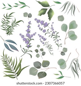 Collection of herbs and plants. Green plants on a white background. Lavender flowers, eucalyptus and other leaves 