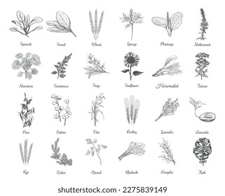 Collection of herbs and plants vector illustration. Herbs and plants hand drawing