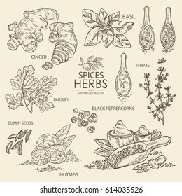 Collection of herbs and spice. Basil, thyme,ginger, parsley, cumin seeds, nutmeg, black pepper. hand drawn.