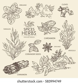 Collection of herbs and spice. Cinnamon, oregano, cloves, cardamom, arugula, coriander, star anise. hand drawn