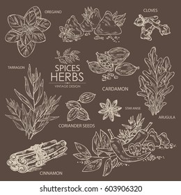 Collection of herbs and spice. Cinnamon, oregano, cloves, cardamom, arugula, coriander, star anise. hand drawn