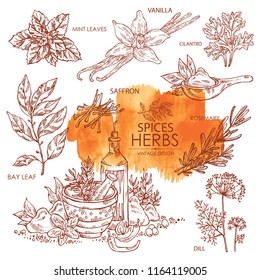 Collection of herbs and spice: vanilla, mint, bay leaf, cilantro, dill, saffron, rosemary. Vector hand drawn illustration.