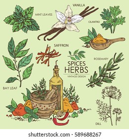 Collection Of Herbs And Spice: Vanilla, Mint, Bay Leaf, Cilantro, Dill, Saffron, Rosemary. Hand Drawn