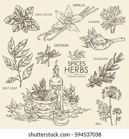 Collection of herbs and spice: vanilla, mint, bay leaf, cilantro, dill, saffron, rosemary. hand drawn.