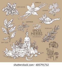 Collection Of Herbs And Spice: Vanilla, Mint, Bay Leaf, Cilantro, Dill, Saffron, Rosemary. Hand Drawn.