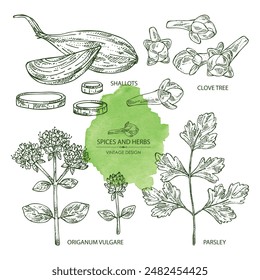Collection of herbs and spices: clove tree, parsley, origanum vulgare, shallot. Vector hand drawn illustration.