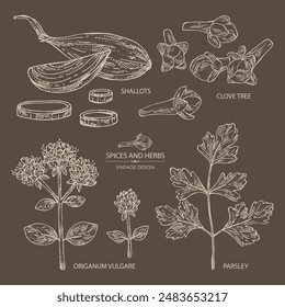 Collection of herbs and spices: clove tree, parsley, origanum vulgare, shallot. Vector hand drawn illustration.