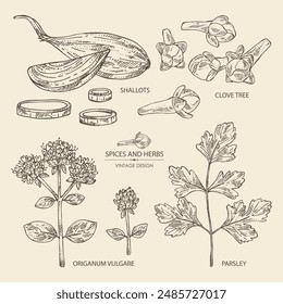 Collection of herbs and spices: clove tree, parsley, origanum vulgare, shallot. Vector hand drawn illustration.