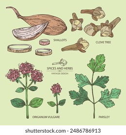 Collection of herbs and spices: clove tree, parsley, origanum vulgare, shallot. Vector hand drawn illustration.