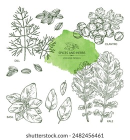 Collection of herbs and spices: coriander, cilantro, basil, dill, kale plant. Vector hand drawn illustration.