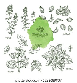 Recolección de hierbas y especias: flores de tomillo, perilla, tulasi, albahaca sagrada, semillas de azhgon. Ilustración dibujada a mano por vectores.