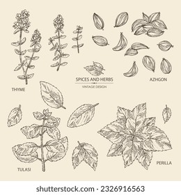 Collection of herbs and spices: flowers of thyme, perilla, tulasi, holy basil, azhgon seeds. Vector hand drawn illustration.