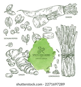 Collection of herbs and spices: ginger, sichuan pepper, daikon and lemongrass. Vector hand drawn illustration.