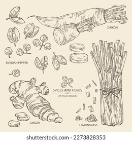 Recolección de hierbas y especias: jengibre, pimienta sichuan, daikon y limón. Ilustración dibujada a mano por vectores.