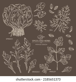 Collection of herbs and spices: leaves and arugula, spinach, dill leaves and seeds and parsley. Vector hand drawn illustration.