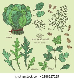 Collection of herbs and spices: leaves and arugula, spinach, dill leaves and seeds and parsley. Vector hand drawn illustration.