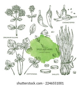 Collection of herbs and spices: leaves and flowers of origanum vulgare, shallot, cayenne pepper and cryptotaenia japonica. Vector hand drawn illustration.