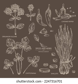 Collection of herbs and spices: leaves and flowers of origanum vulgare, shallot, cayenne pepper and cryptotaenia japonica. Vector hand drawn illustration.