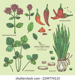 Collection of herbs and spices: leaves and flowers of origanum vulgare, shallot, cayenne pepper and cryptotaenia japonica. Vector hand drawn illustration.