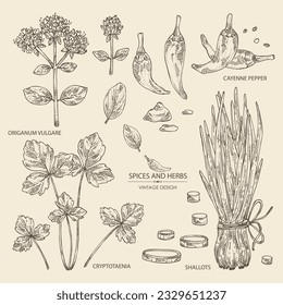 Collection of herbs and spices: leaves and flowers of origanum vulgare, shallot, cayenne pepper and cryptotaenia japonica. Vector hand drawn illustration.