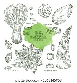 Collection of herbs and spices: perilla, bamboo shoots,  lotus root and bok choy. Vector hand drawn illustration.